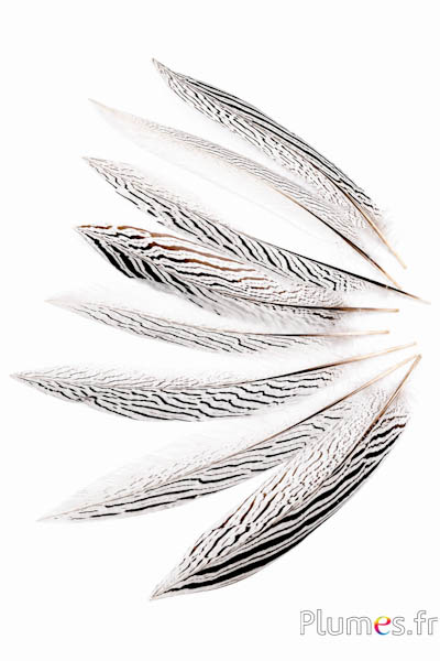Silberfasan 2. Wahl - 29-34 cm - weiß-schwarz-natur